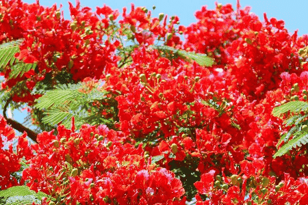 鳳凰花