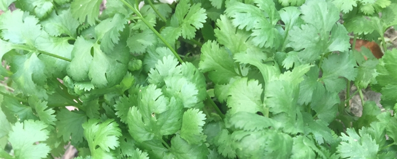 香菜怎么種（種植方法和時間）