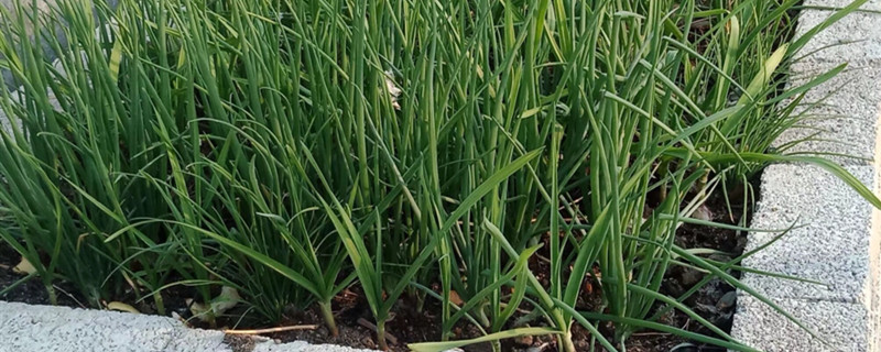 大蒜種植時(shí)間和方法，大蒜怎么種