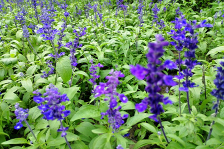 藍(lán)花鼠尾草