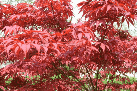 日本紅楓