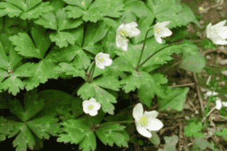 鵝掌草