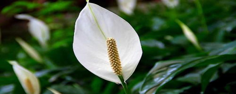 白鶴芋一年開(kāi)幾次花