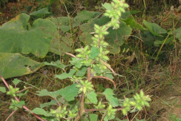 這些“毒草”酷似野菜，不小心吃下去，差點要了他的命！