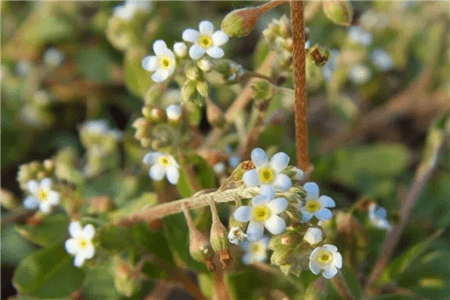 附地菜