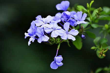 美麗的藍(lán)雪花