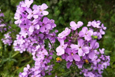 藍香芥