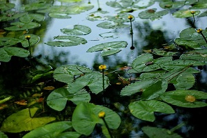 萍逢草水面