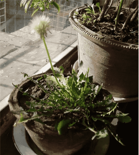 栽進花盆