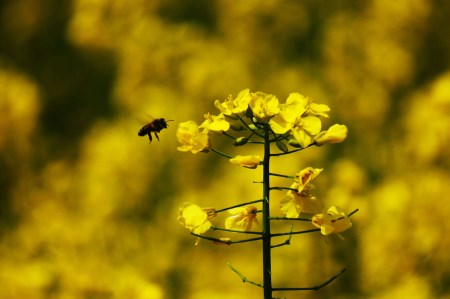 油菜花單株