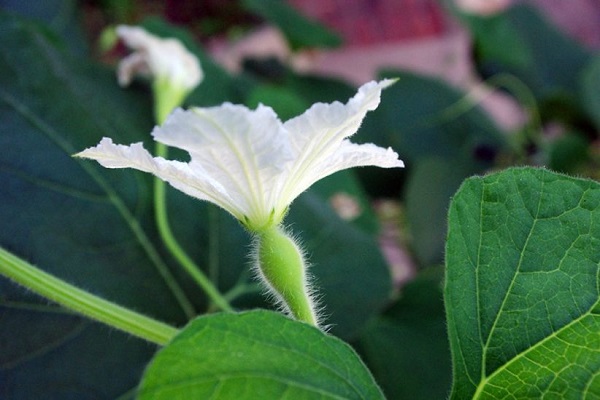 葫蘆花的花語和含義