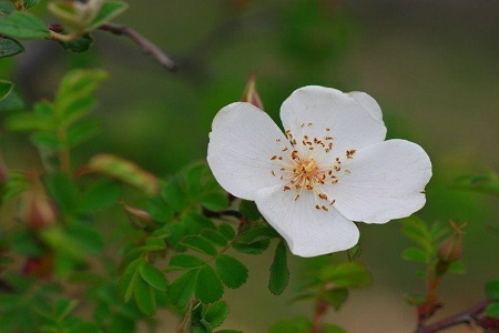 峨眉薔薇