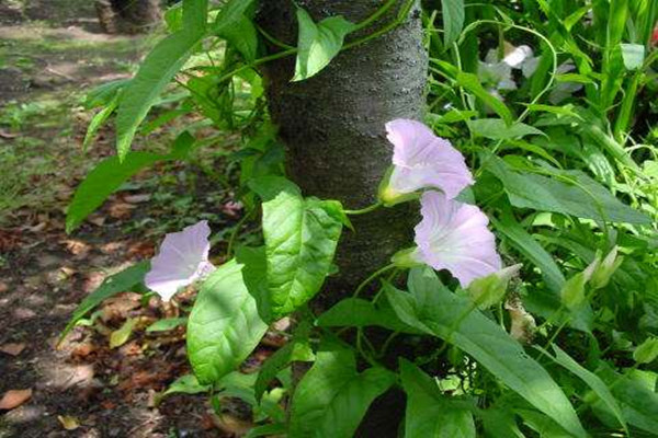 白花銀背藤的功效與作用