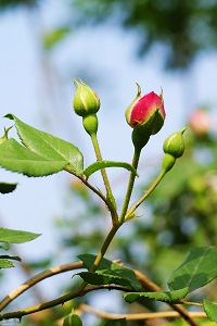 野薔薇花苞