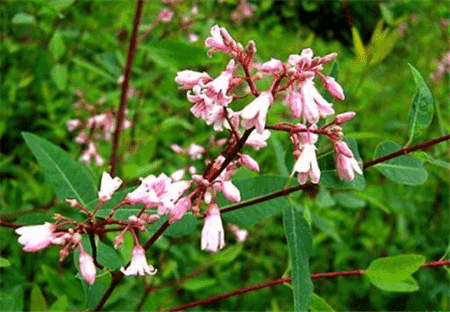 羅布麻開(kāi)花