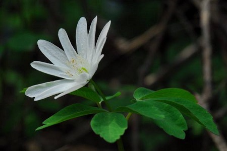 多倍銀蓮花