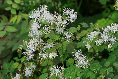 唐松草開(kāi)花