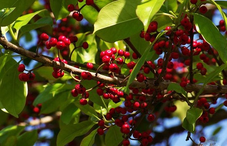 紅果冬青植株