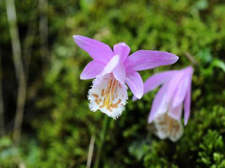 清新的獨(dú)蒜蘭