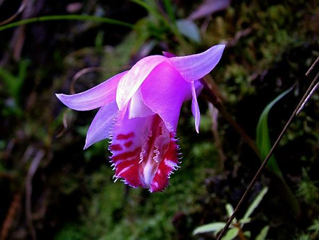 獨(dú)蒜蘭開(kāi)花