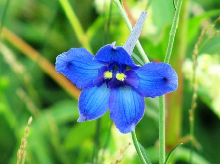 翠雀開(kāi)花