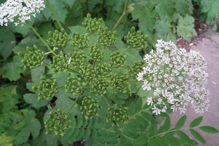 短毛獨(dú)活植株