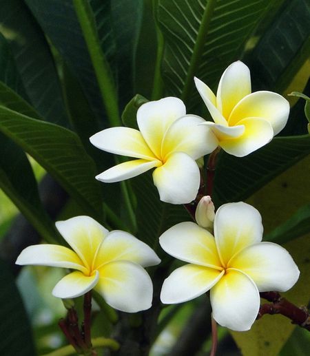 雞蛋花植株