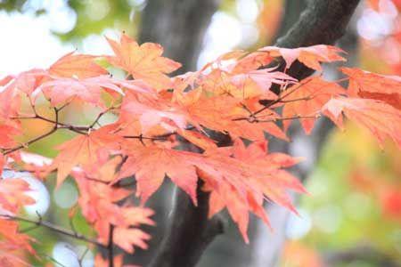 日本紅楓