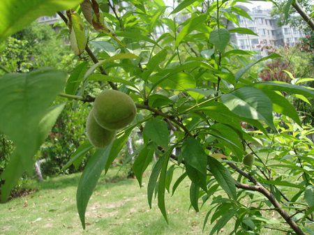 青果果樹(shù)