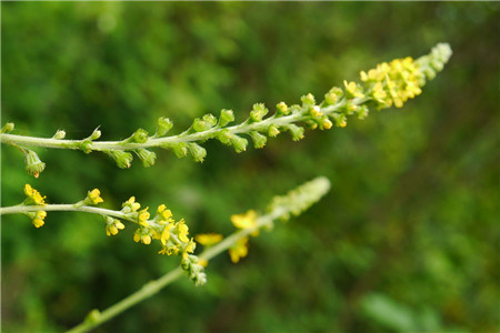 龍芽