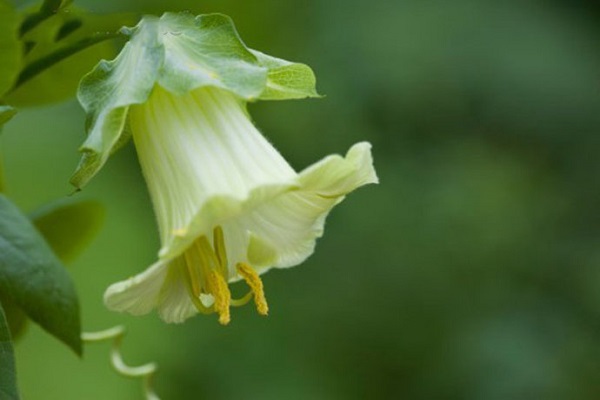 電燈花的主要價(jià)值