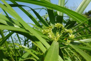 家里養(yǎng)水竹風(fēng)水好嗎？