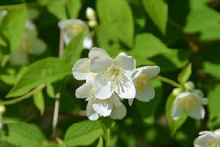 山梅花