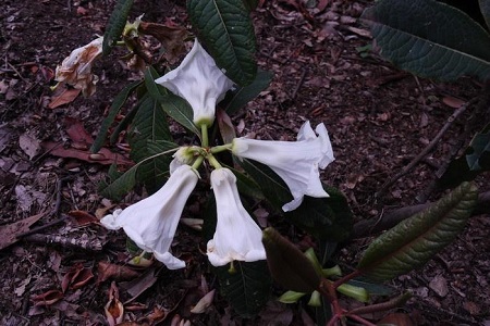 百合花杜鵑