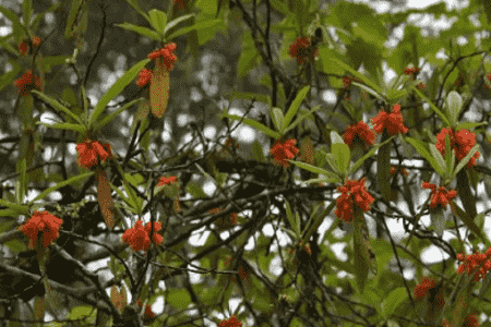 管花杜鵑