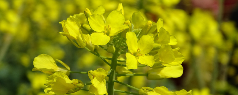 油菜花圖片（形態(tài)特征和養(yǎng)護方法簡介）