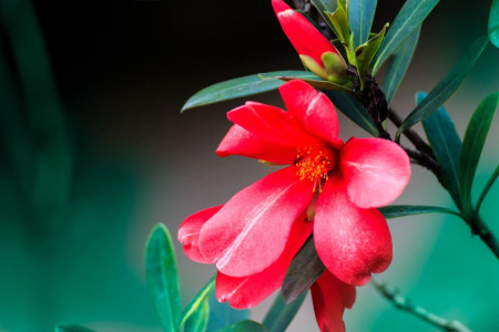 杜鵑花山茶