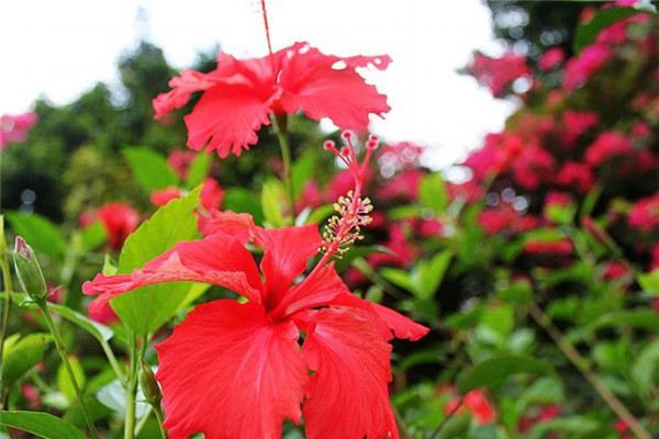 紅桑的花語(yǔ)