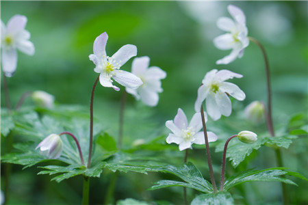 鵝掌草