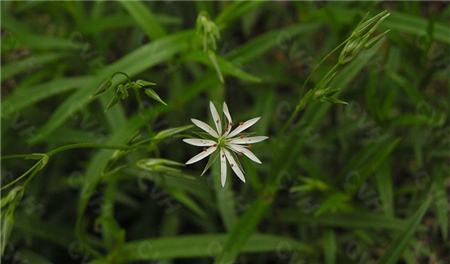 繁縷花語雄辯