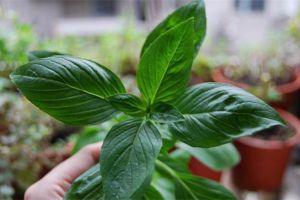 幾塊錢的花擺在廚房里，隨手揪點扔菜里，超好吃！