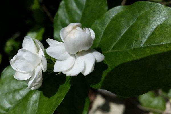 客廳擺放植物的風(fēng)水常識(shí)