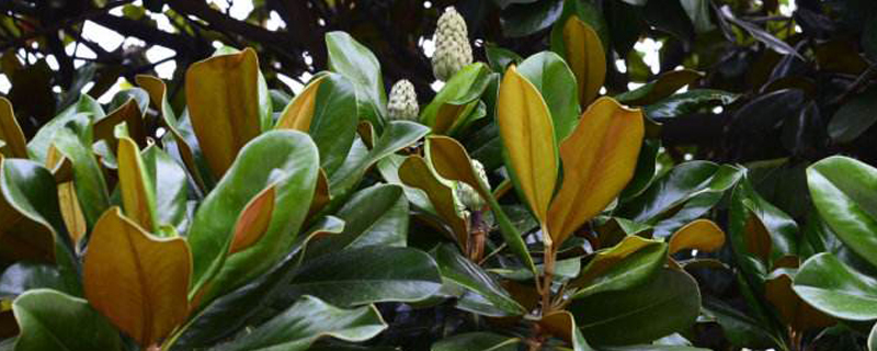 廣玉蘭樹(shù)的種植方法