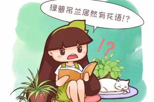 綠蘿吊蘭也有花語？養(yǎng)了大半輩子，你竟然不知道