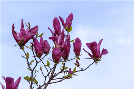 紫玉蘭的花期與花語(yǔ)