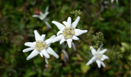 雪絨花的傳說