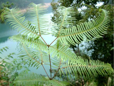 關(guān)于蕨類植物的研究