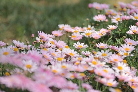 瑪格麗特花