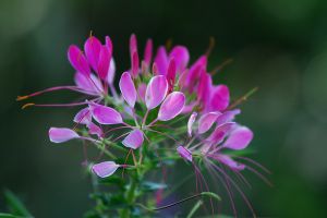 醉蝶花的傳說(shuō)