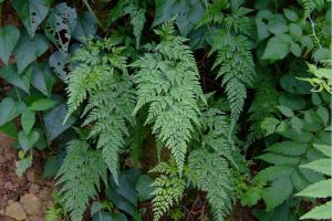 蕨類(lèi)植物能凈化空氣嗎？